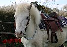 Appaloosa - Horse for Sale in Fredericksburg, PA 17026 Appaloosa - Horse for Sale in Fredericksburg, PA 17026