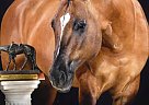 Quarter Horse - Horse for Sale in Seneca, IL 61360