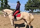 Neom - Gelding in barrie, ON Neom - Gelding in barrie, ON