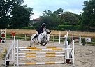 Warmblood - Horse for Sale in Toulouse,  32000