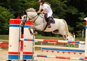 Warmblood (Warmblood, Gelding)