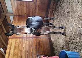 Mule