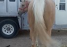 AQHA Palomino Mare Wgr Gold Duster