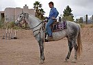 Big Stout Grey Gelding Magnum