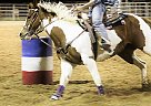 All Around Rodeo/ Trail Tinky Chico Bars