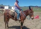 John Mule Rides/ Packs Jim