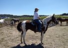 All Around Mare Jessie