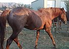 Kids Horse Mr. Waffles