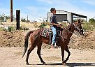 Super Nice Large Pony Twizzlers