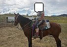 All Around Gelding Johnny Cash