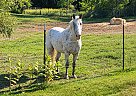 Appaloosa - Horse for Sale in , MN 55008