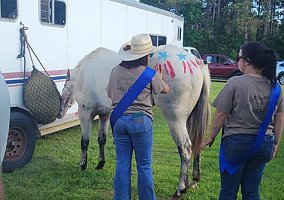 Appaloosa