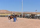 All Around Gelding Mr Squiggles