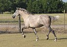 Andalusian Mare for Sale in Hutchins, Texas Andalusian Mare for Sale in Hutchins, Texas