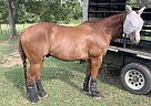 Quarter Horse - Horse for Sale in Woodville, TX 75979