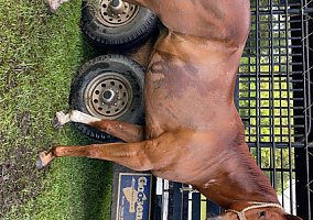 Quarter Horse (Quarter Horse, Gelding) in Woodville, TX