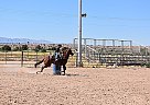 Barrels/ Poles and Trails Electra