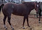 Quarter Horse Mare for Sale in Scenic, Arizona Quarter Horse Mare for Sale in Scenic, Arizona