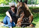 High Horse - Gelding in Mount Vernon, KY High Horse - Gelding in Mount Vernon, KY