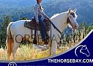 Draft - Horse for Sale in Fort Collins, CO 80534