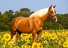 Tennessee Walking - Horse for Sale in Marion Junction, AL 36759