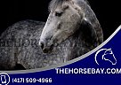 Friesian - Horse for Sale in Fort Collins, CO 80534