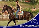 Tennessee Walking - Horse for Sale in Pipestone, MN 56164