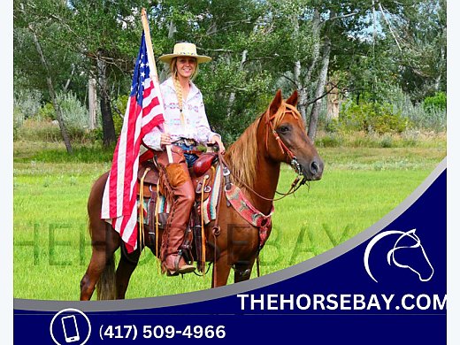 Gaited Trail Rocky Mountain Mare