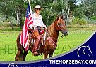 Rocky Mountain - Horse for Sale in Fort Collins, CO 80534 Rocky Mountain - Horse for Sale in Fort Collins, CO 80534