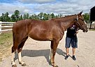 Chessy - Mare in barrie, ON Chessy - Mare in barrie, ON