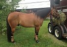 Great All-Around Western Gelding Quarter Horse Gelding