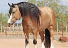 Gypsy Vanner - Horse for Sale in Los Angeles, CA 90001 Gypsy Vanner - Horse for Sale in Los Angeles, CA 90001