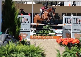 Warmblood (Warmblood, Mare) in Southwest Ranches, FL
