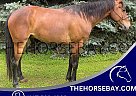 Kentucky Mountain - Horse for Sale in Powell, WY 82435 Kentucky Mountain - Horse for Sale in Powell, WY 82435