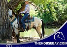 Mustang - Horse for Sale in Fort Collins, CO 80534 Mustang - Horse for Sale in Fort Collins, CO 80534