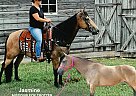 Missouri Fox Trotter - Horse for Sale in GILLSVILLE, GA 30543
