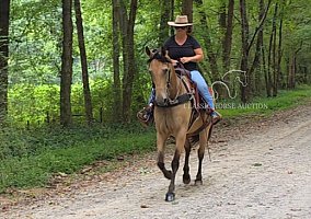 Missouri Fox Trotter
