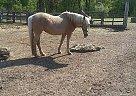 Draft - Horse for Sale in Gaylord, MI 49735 Draft - Horse for Sale in Gaylord, MI 49735