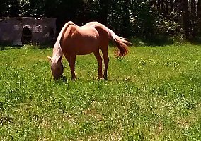 Draft (Percheron, Belgian, Clydesdale, Shire) (Draft (Percheron, Belgian, Clydesdale, Shire), Mare) in Gaylord, MI