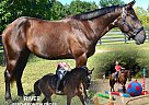 Percheron - Horse for Sale in PENDLETON, KY 40035