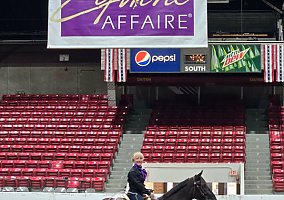 Draft (Percheron, Belgian, Clydesdale, Shire)