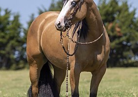 Quarter Horse (Quarter Horse, Mare) in Los Angeles, CA