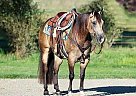 Quarter Horse - Horse for Sale in Los Angeles, CA 90001 Quarter Horse - Horse for Sale in Los Angeles, CA 90001