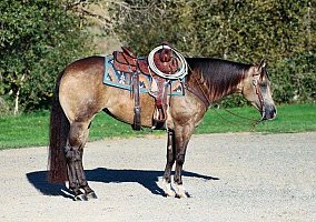 Quarter Horse (Quarter Horse, Mare) in Los Angeles, CA