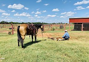 Quarter Horse (Quarter Horse, Gelding) in Los Angeles, CA