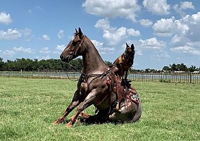 Quarter Horse (Quarter Horse, Gelding) in Los Angeles, CA
