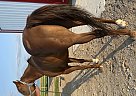 Quarter Horse - Horse for Sale in Bourbonnais, IL 60914