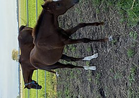 Quarter Horse (Quarter Horse, Mare) in Bourbonnais, IL