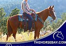Quarter Horse - Horse for Sale in Fort Collins, CO 80534