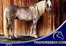 Gypsy Vanner - Horse for Sale in Millsap, TX 75496 Gypsy Vanner - Horse for Sale in Millsap, TX 75496
